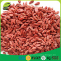 EU standard dried goji berries with low pesticide residues